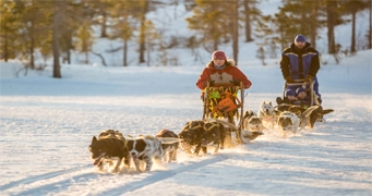 Dog Sledding